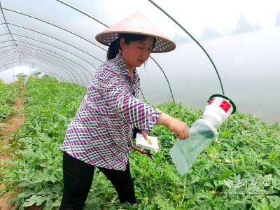 武汉汉南家庭农场主张利利：种植大棚西瓜 收获甜蜜日子