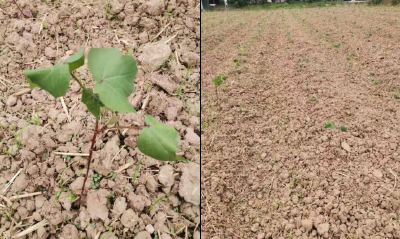 前段我省棉花大部迟发 6月因天制宜加强管理