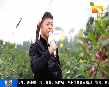 70多名网络达人组团 为武汉优质农品代言推介