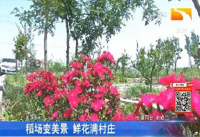 稻场变美景 鲜花满村庄