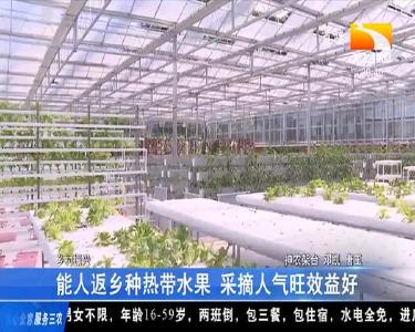 能人返乡种热带水果 采摘人气旺效益好