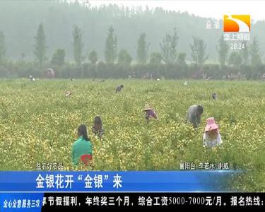 金银花开“金银”来
