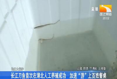 长江刀鱼首次在湖北人工养殖成功 加速“游”上百姓餐桌