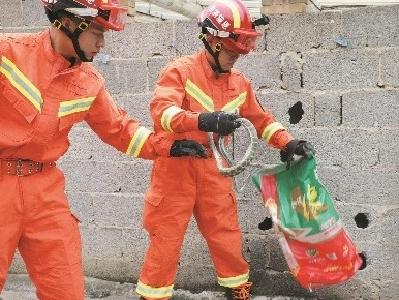 两条蛇钻进楼顶空心砖 消防员全副武装“凿壁捕蛇”