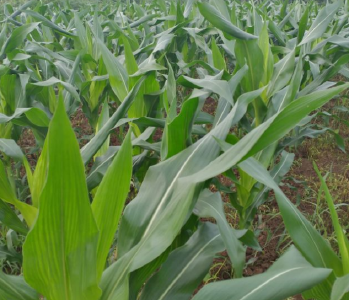 玉米花期的田间管理