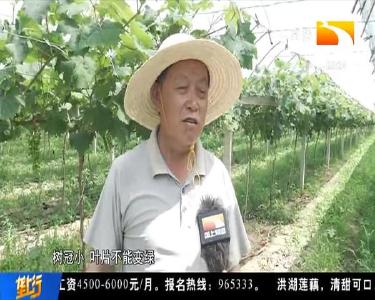 阳光玫瑰长势弱 专家把脉开“处方”