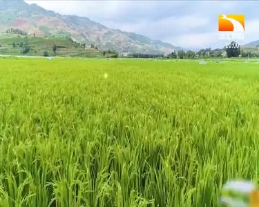 垄上行 2021-06-25