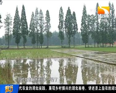 永远的“稻”念！“袁隆平们”赓续“禾下乘凉”梦