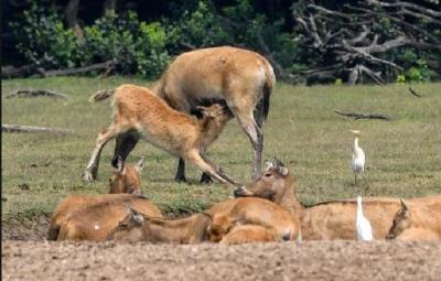 荆州石首形成全球最大野生麋鹿种群