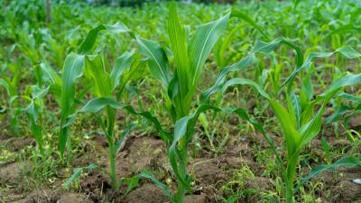 2021年夏玉米生产技术指导意见