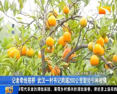 记者牵线搭桥 武汉一村书记跨越200公里取经引种柑橘