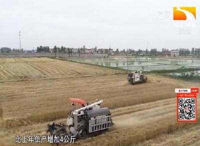 襄阳宜城52万亩小麦完成收割 亩平单产345公斤