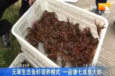 无草生态鱼虾混养模式 一亩塘七成是大虾