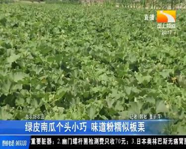 绿皮南瓜个头小巧 味道粉糯似板栗