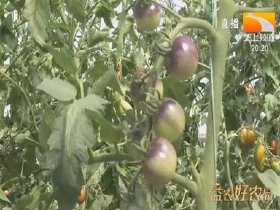 新品种新技术示范推广 助力当阳7万亩红薯苗抢时移栽
