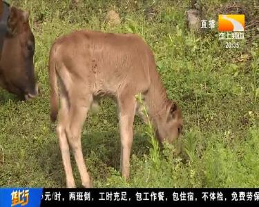 发展特色产业 渔民上岸端起新“饭碗”