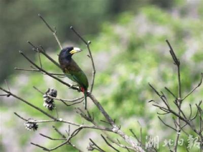 武汉重点区域5月观测到鸟类231种