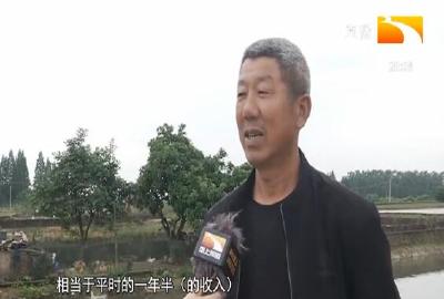 四大家鱼价格持续“往上游” 部分品种价格近乎翻番