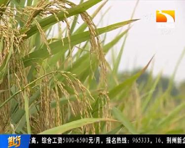 荆州监利基本农田保护发祥地 守好每寸“饭碗田”