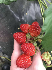 怎么样提高草莓质量？