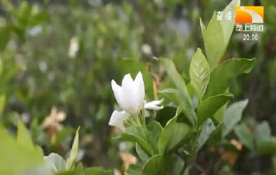 4万亩栀子花开 20个村总收入超4000万元