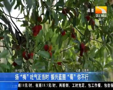 扬“梅”吐气正当时 振兴蓝图“莓”你不行