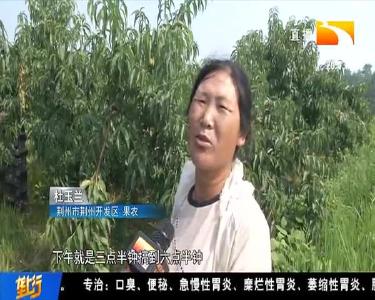 春来抹芽夏控梢 桃树夏季管理很重要