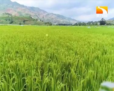 垄上行 2021-06-16