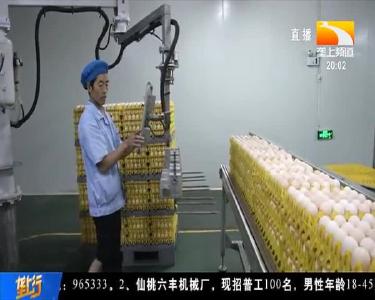 “蛋鸡国家队” 助阵安陆打造全国 “一县一业”示范样板