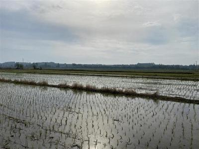 补农机也补作业面积 湖北水稻机插秧补贴政策“双管齐下”