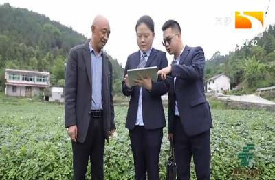 恩施：金融服务好政策 助农增收促振兴