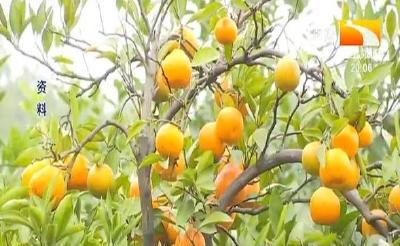 6-7月注意重施柑橘壮果肥