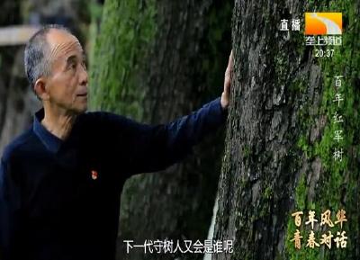石首百年红军树 陪伴几代人成长