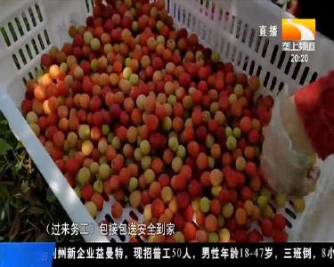 杨昕：13年坚守 投资千万种下绿色“金果果”