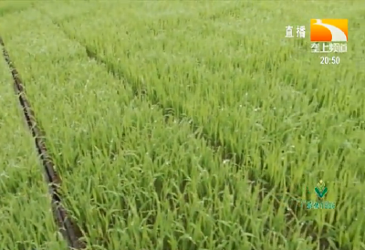 荆州市6月份水稻、玉米病虫发生趋势预报