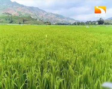 垄上行 2021-06-04