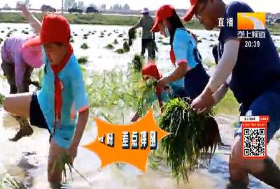 泥巴田里体验“一粒米的诞生” 节粮意识从娃娃抓起