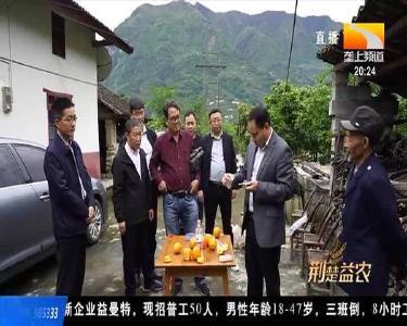 湖北发布锦橙留树保鲜规程 留树四个月果味鲜美