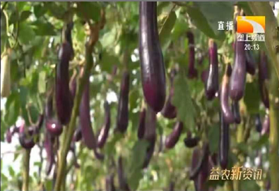 茄子细菌性褐斑病的防治方法