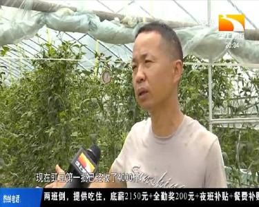 傻瓜式种植 乡亲种菜省心省力效益高
