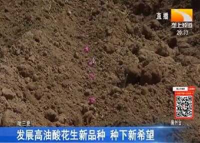 襄阳发展高油酸花生新品种 种下新希望