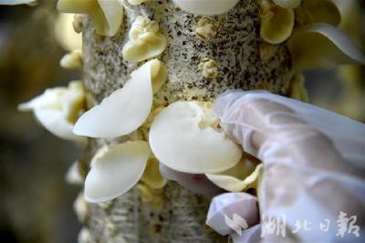 夏季鲜木耳成功出菇 农业数字化打破地域限制