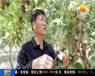 超有机 “黑珍珠”熟了 黝黑光亮醇香甘甜