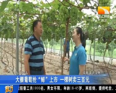 大棚葡萄抢“鲜”上市 一棵树卖三百元