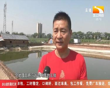 小小草龟全身都是宝 单只身价一百多块