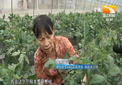 农业专家田间送技术 高山蔬菜富百姓