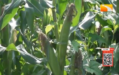 水果玉米受青睐 带火乡村旅游