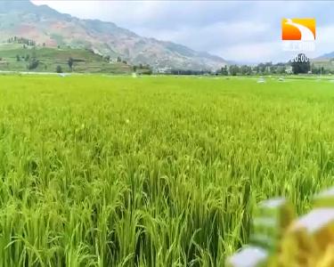 垄上行 2021-07-12