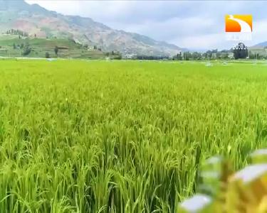 垄上行 2021-07-01