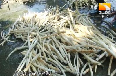 循环种养 宜昌当阳2万亩果蔬受益